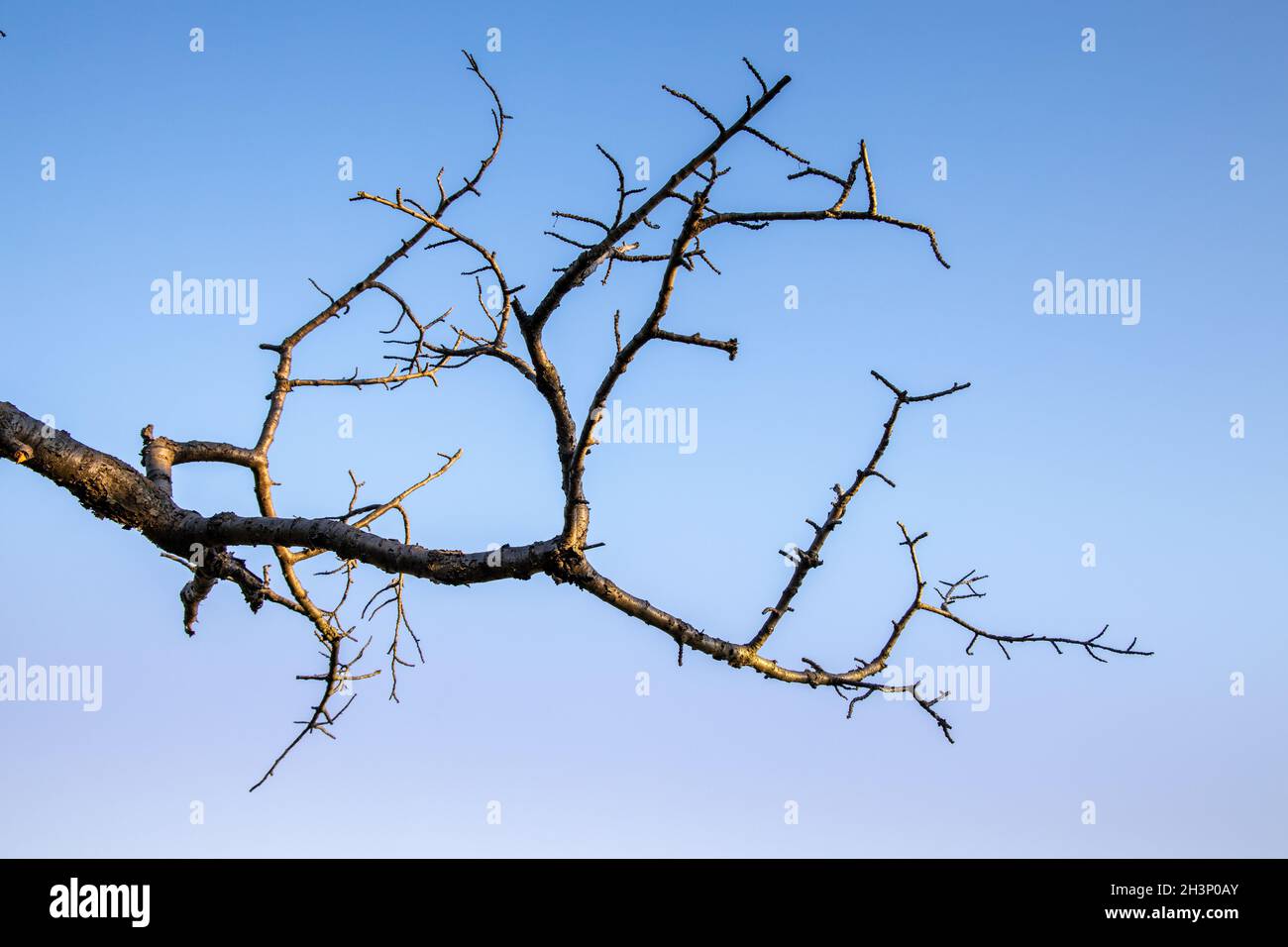 Dead tree st against blue sky Stock Photo