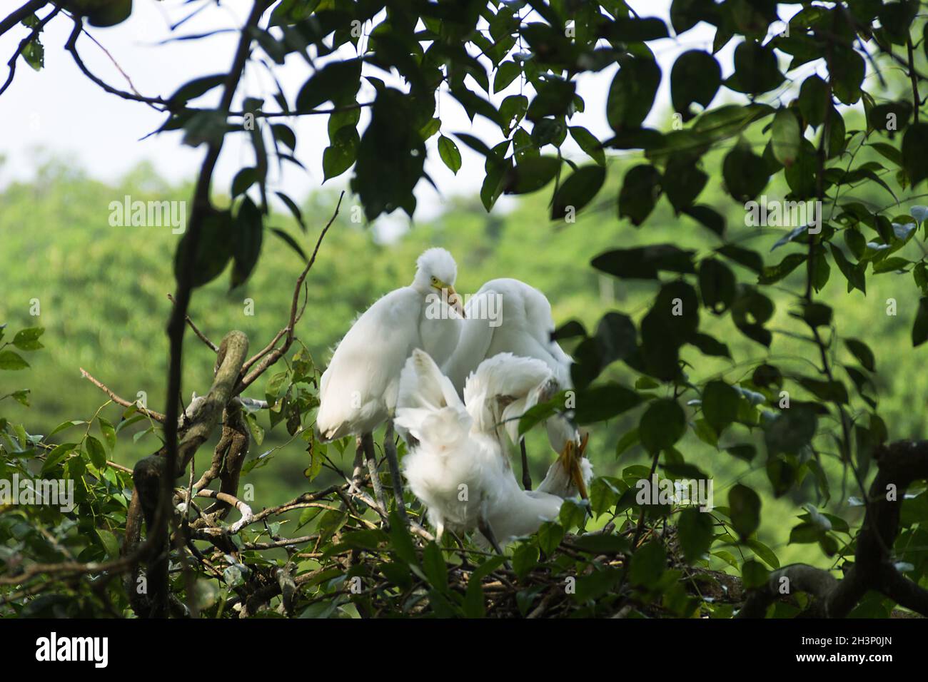 Intermediate egret (Egretta intermedia). Stock Photo