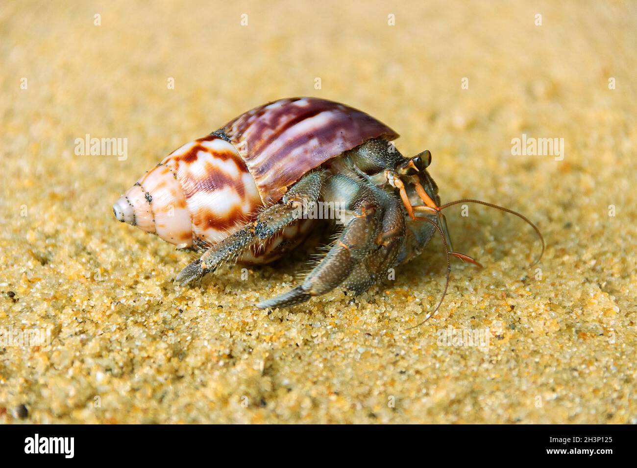 Hermit crab, Diogenes sp. Hermit or diogenes crab in a beautiful ...