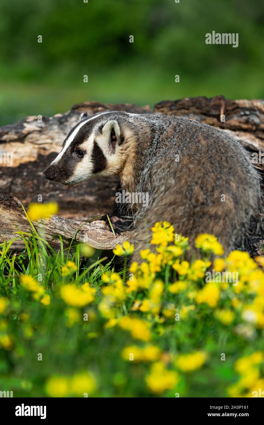 North American Badger (Taxidea taxus) Turns in Front of Log in ...