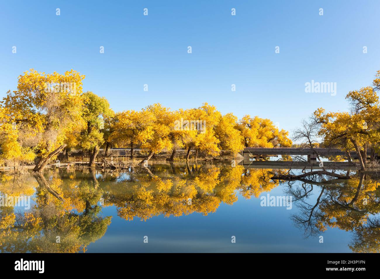 Golden euphrates poplar forests in ejina Stock Photo