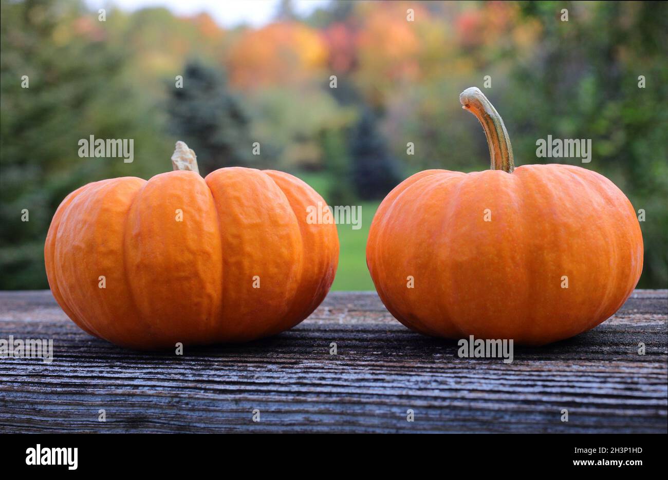 Two small orange pumpkins on a brown wood deck railing with pretty red, orange and green fall/autumn foliage in the background Stock Photo