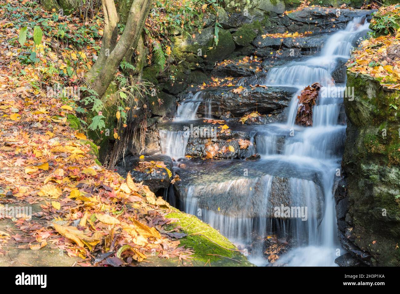 Stream and fallen leaves in autumn Stock Photo