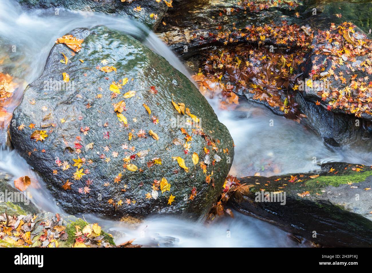 Beautiful stream and fallen leaves in autumn Stock Photo