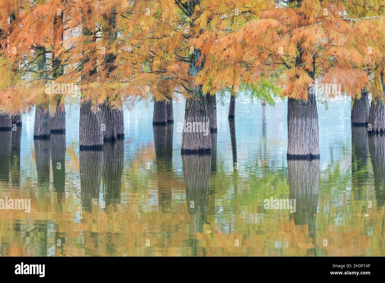 Water fir in autumn Stock Photo