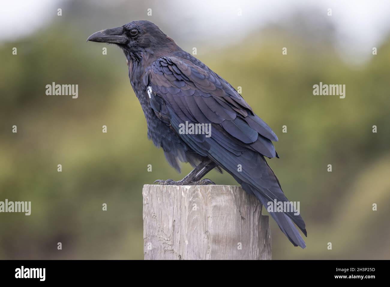 A Portrait of a Wild Raven in Northern California, USA Stock Photo Alamy