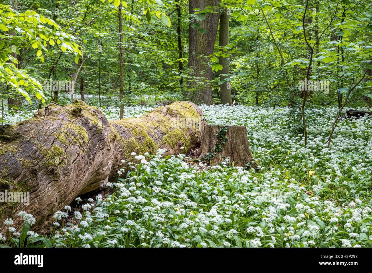 Goldbach MÃ¶nchemÃ¼hle Blankenburg waterfall Stock Photo