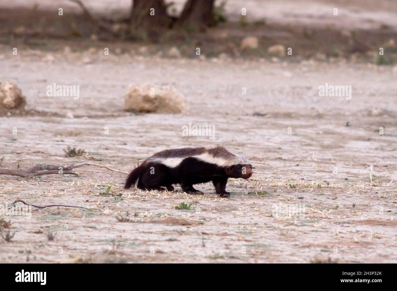 Honey Badger on the way to the waterhole late in the day, Kgalagadi  Transfontier Park, South Africa Stock Photo - Alamy