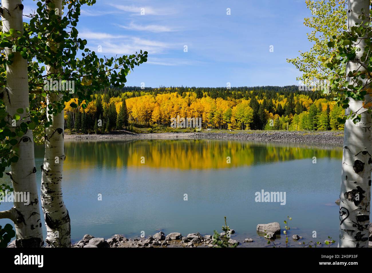 Fall colors in Grand Mesa National Forest with aspens reflecting in a