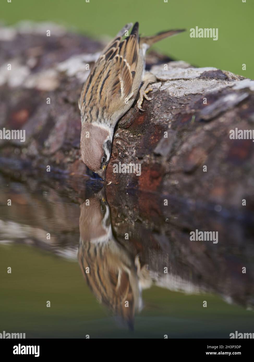 Eurasian Tree Sparrow Stock Photo