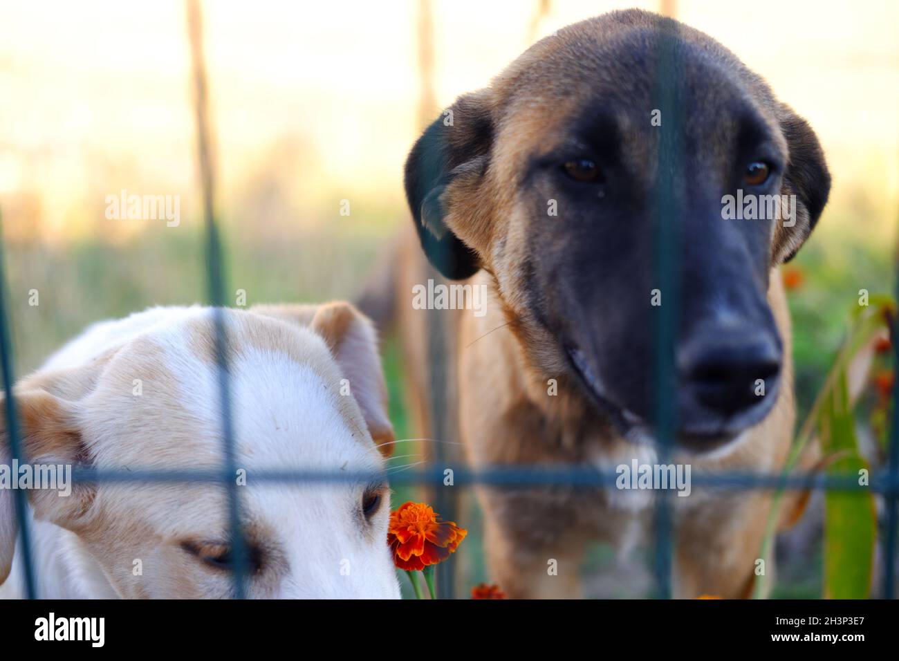 White and Brown  Street Dogs Behind Green Fence Standing Bookeh Photo Stock Photo