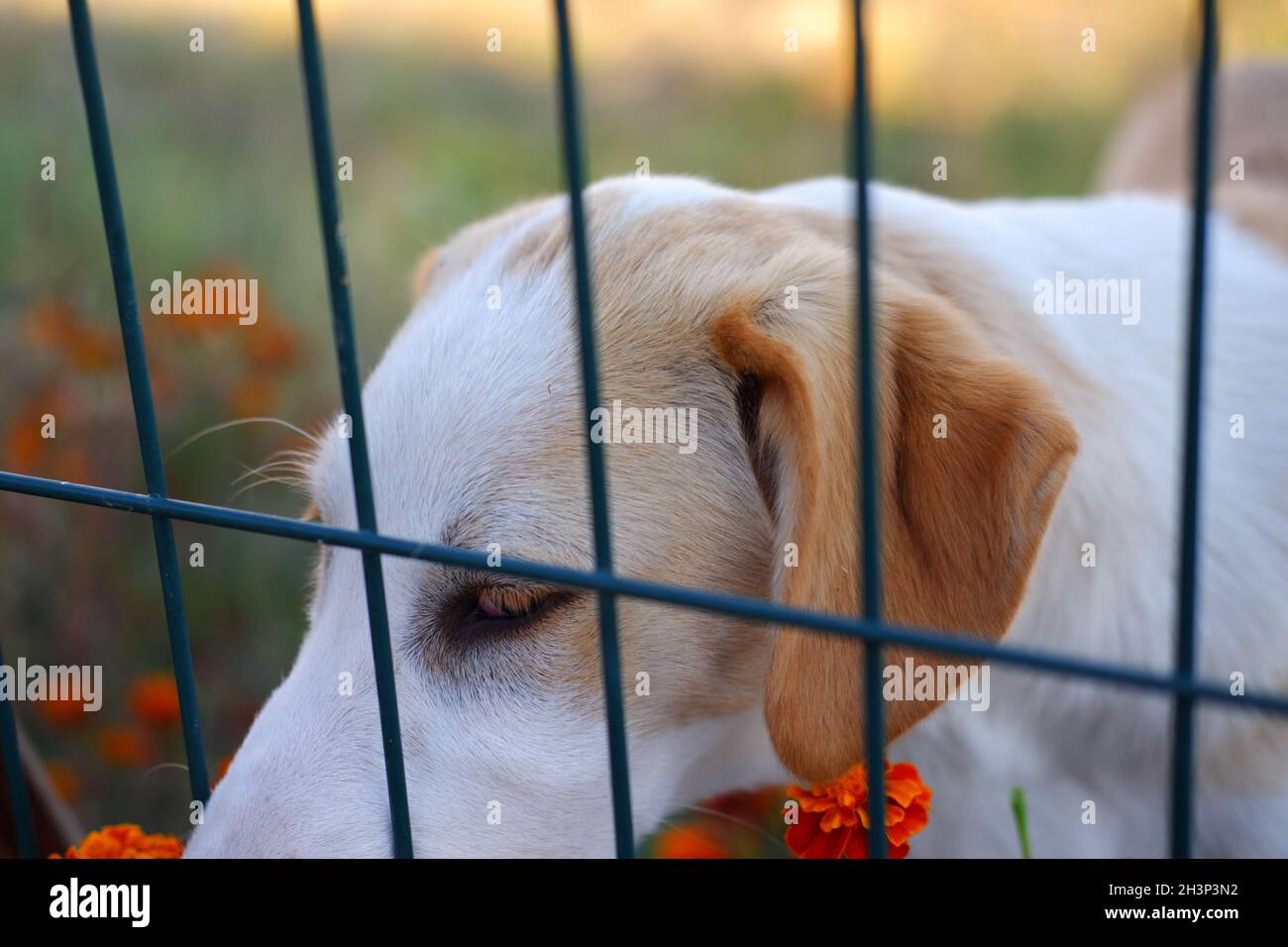 White Street Dog Behind Green Fence Standing at Muddy Ground Stock Photo