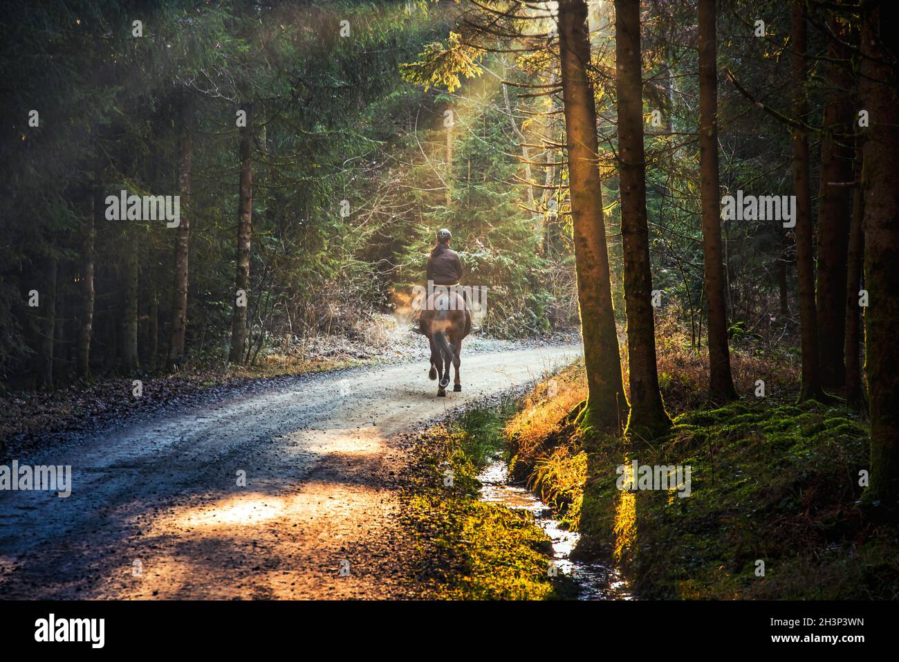 Woman riding a horse on a path in forest Stock Photo - Alamy