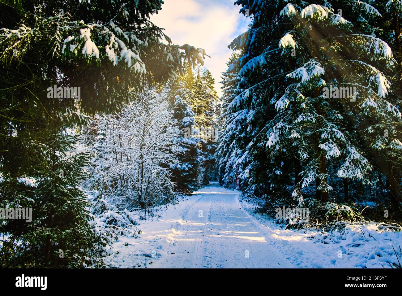 Snow covered forest theme Stock Photo - Alamy