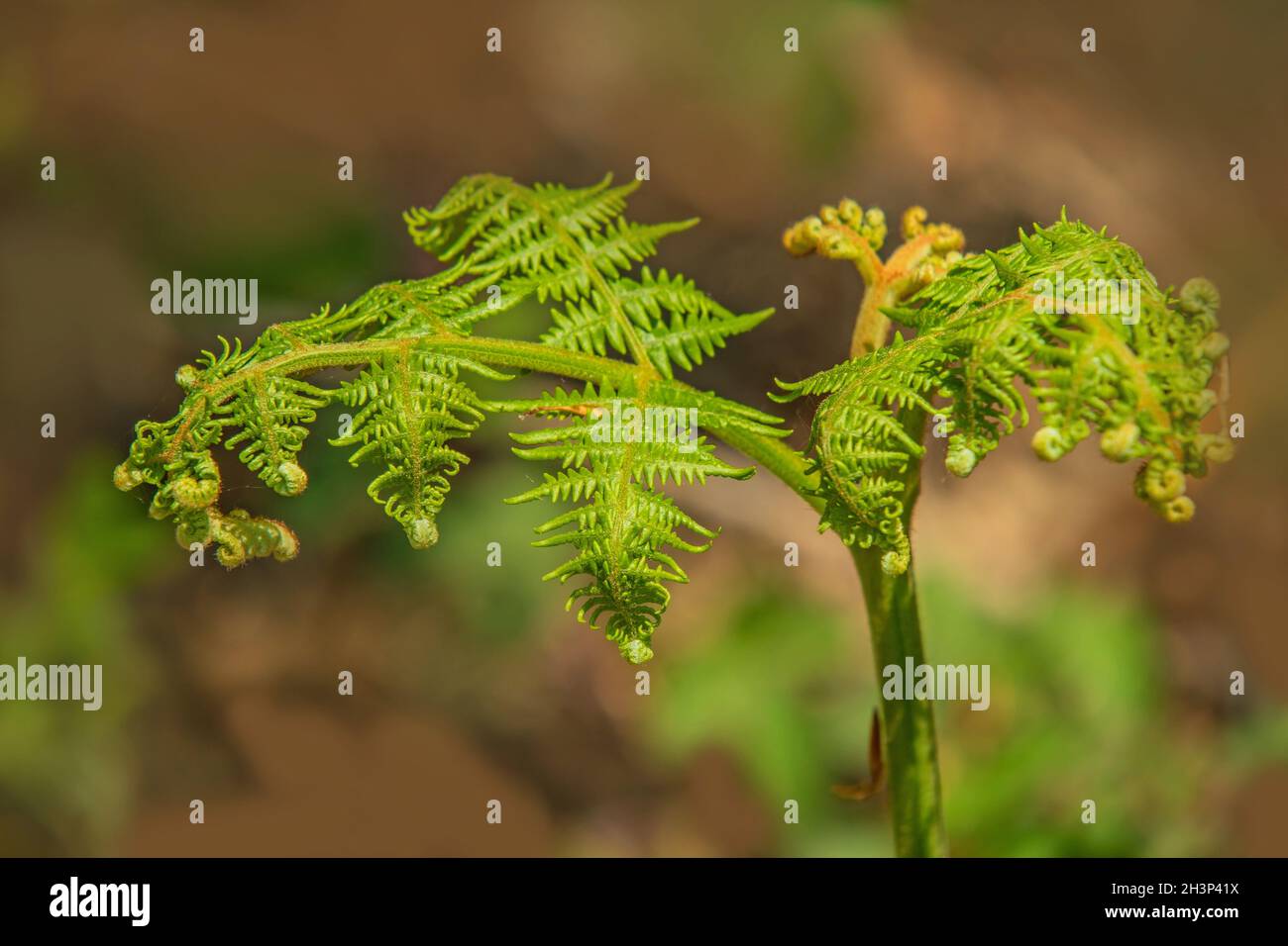 Bracken fern 'Pteridium aquilinum' Stock Photo