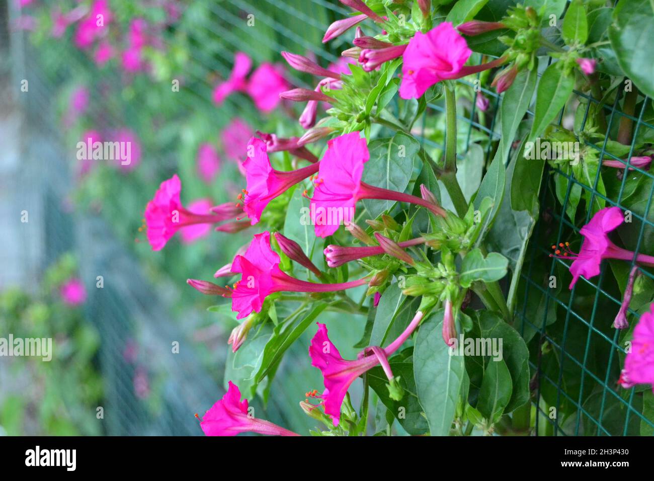 4 O Clock Plant Hi Res Stock Photography And Images Alamy 4 O Clock Plant Hi Res Stock Photography And Images Alamy