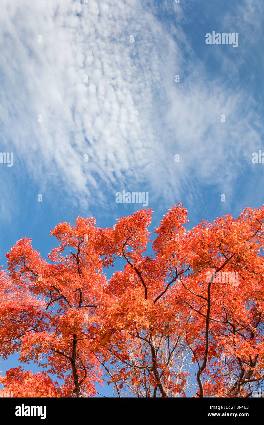 Red maple trees stand out brilliantly on a crisp autumn day against blue cloudy sky with copy space. Stock Photo