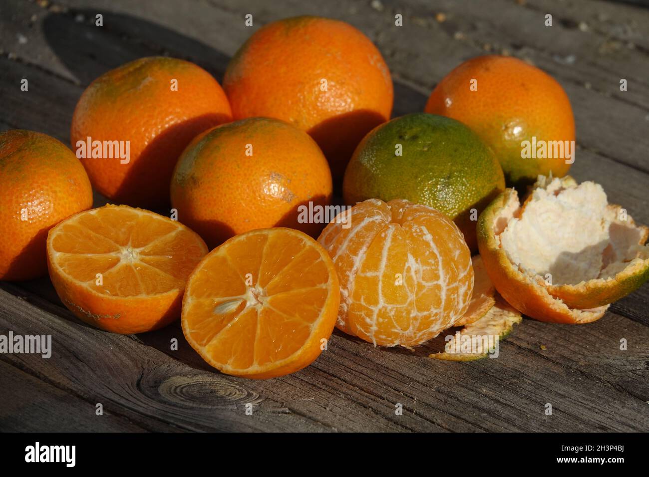 Citrus x aurantium Hernandina. Clementine, Citrus x clementina Stock Photo