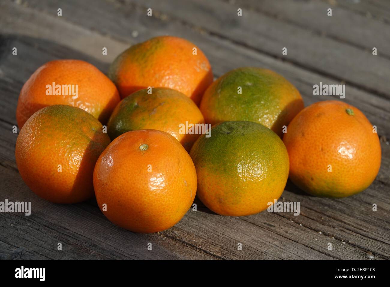 Citrus x aurantium Hernandina. Clementine, Citrus x clementina Stock Photo