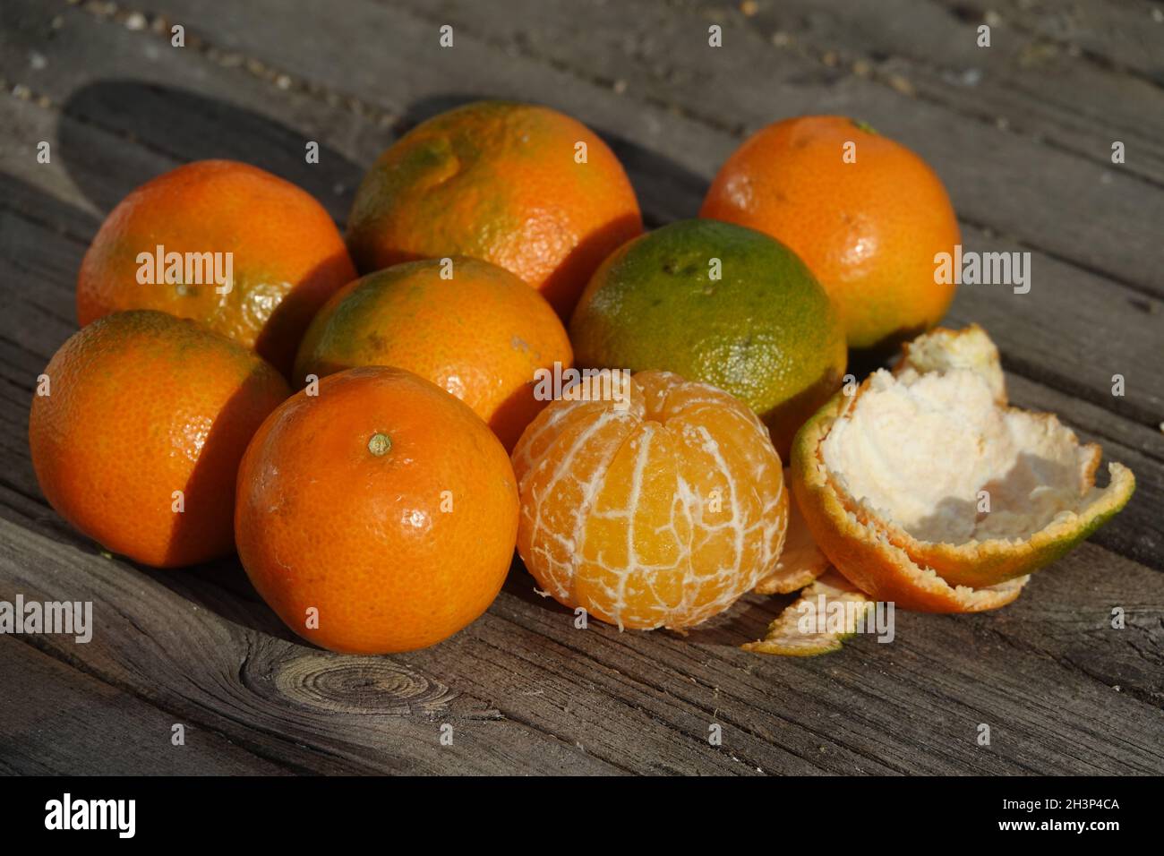 Citrus x aurantium Hernandina. Clementine, Citrus x clementina Stock Photo