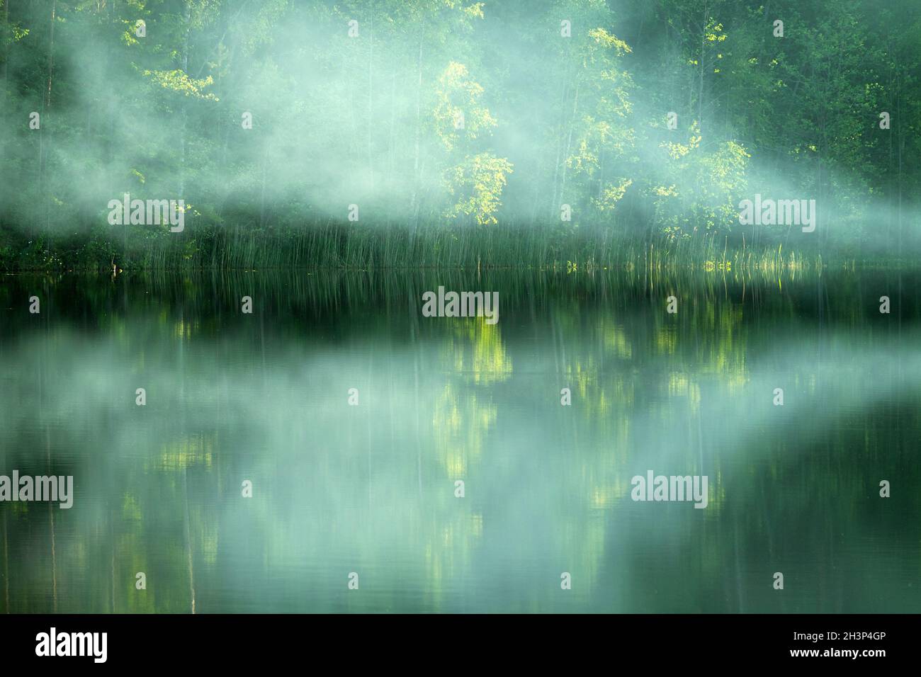 Beautiful river with forest banks. Fog crawls Stock Photo