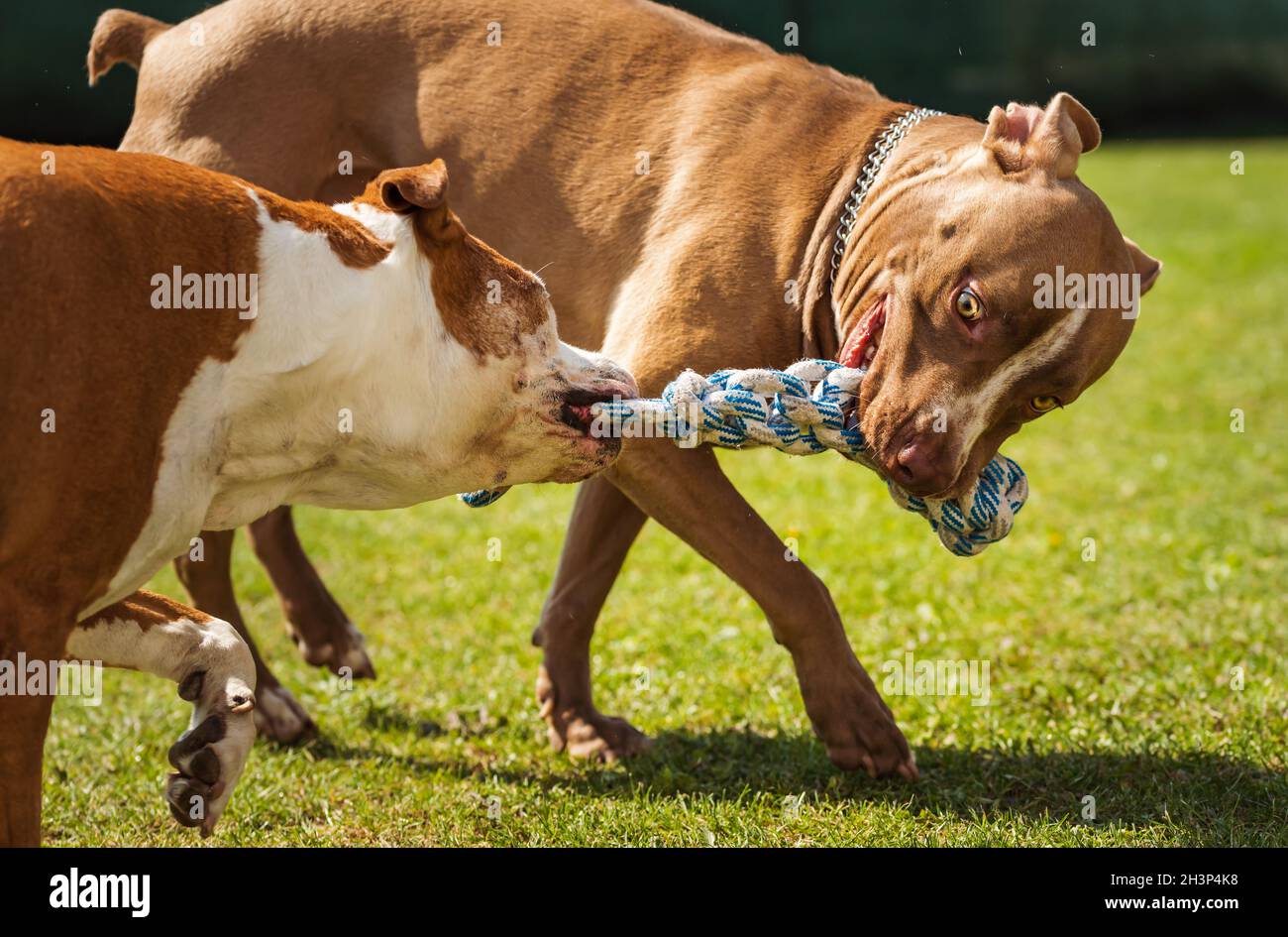 Two dogs amstaff terrier playing tug of war outside. Stock Photo