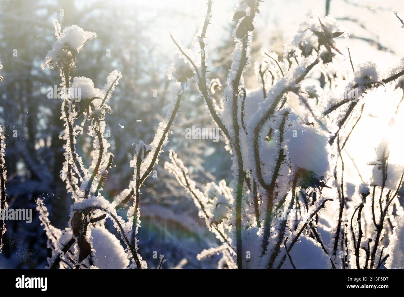 Covered with snow and frost wild rose in winter Stock Photo