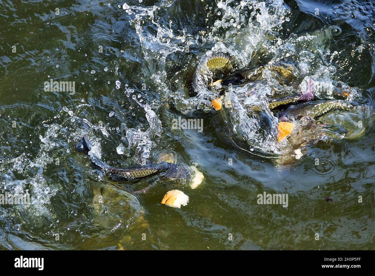 Chinese carp swim in a pond Stock Photo