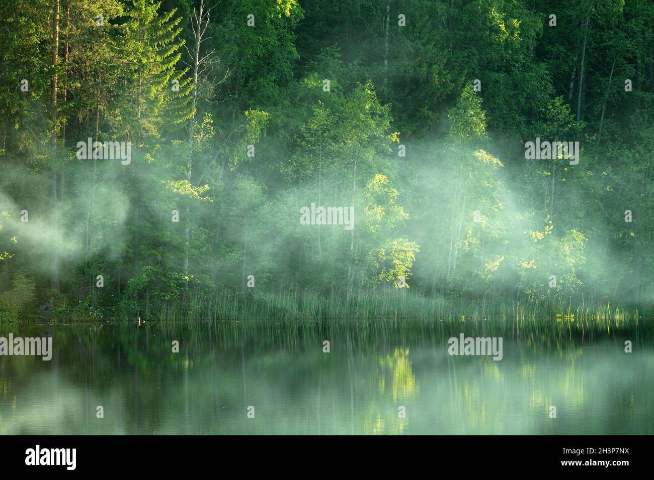 Beautiful river with forest banks. Fog crawls Stock Photo