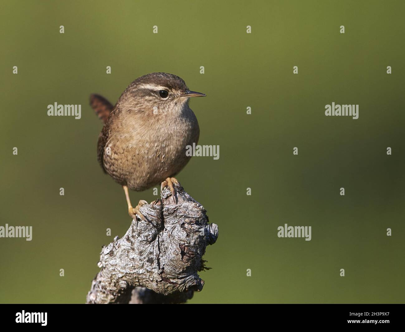 Wren Stock Photo