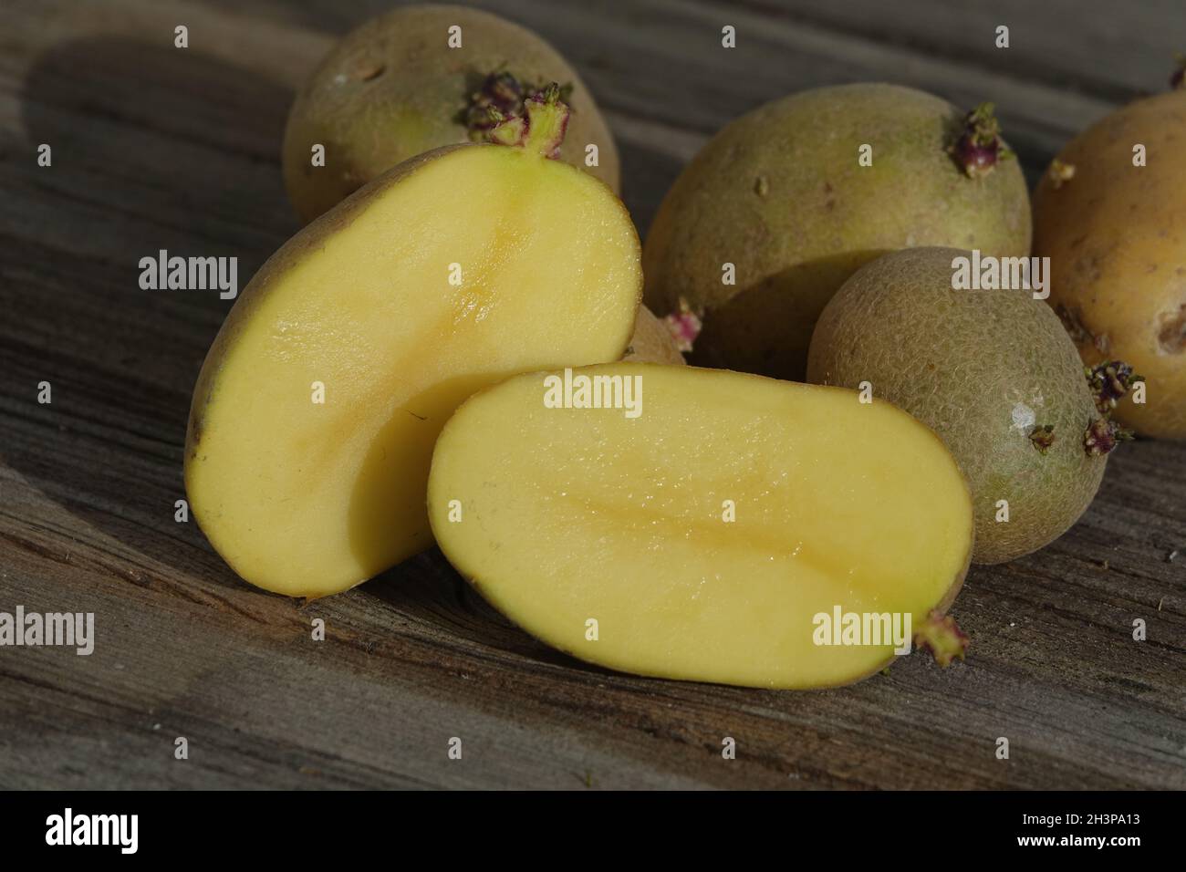 Solanum tuberosum, potato, buds Stock Photo