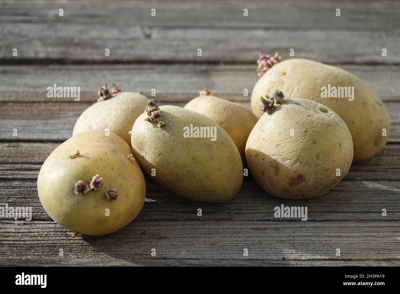 Solanum tuberosum, potato, buds Stock Photo