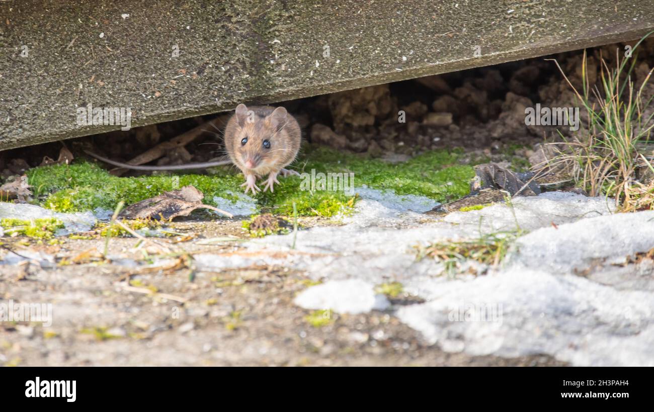Shrew eyes hi-res stock photography and images - Alamy