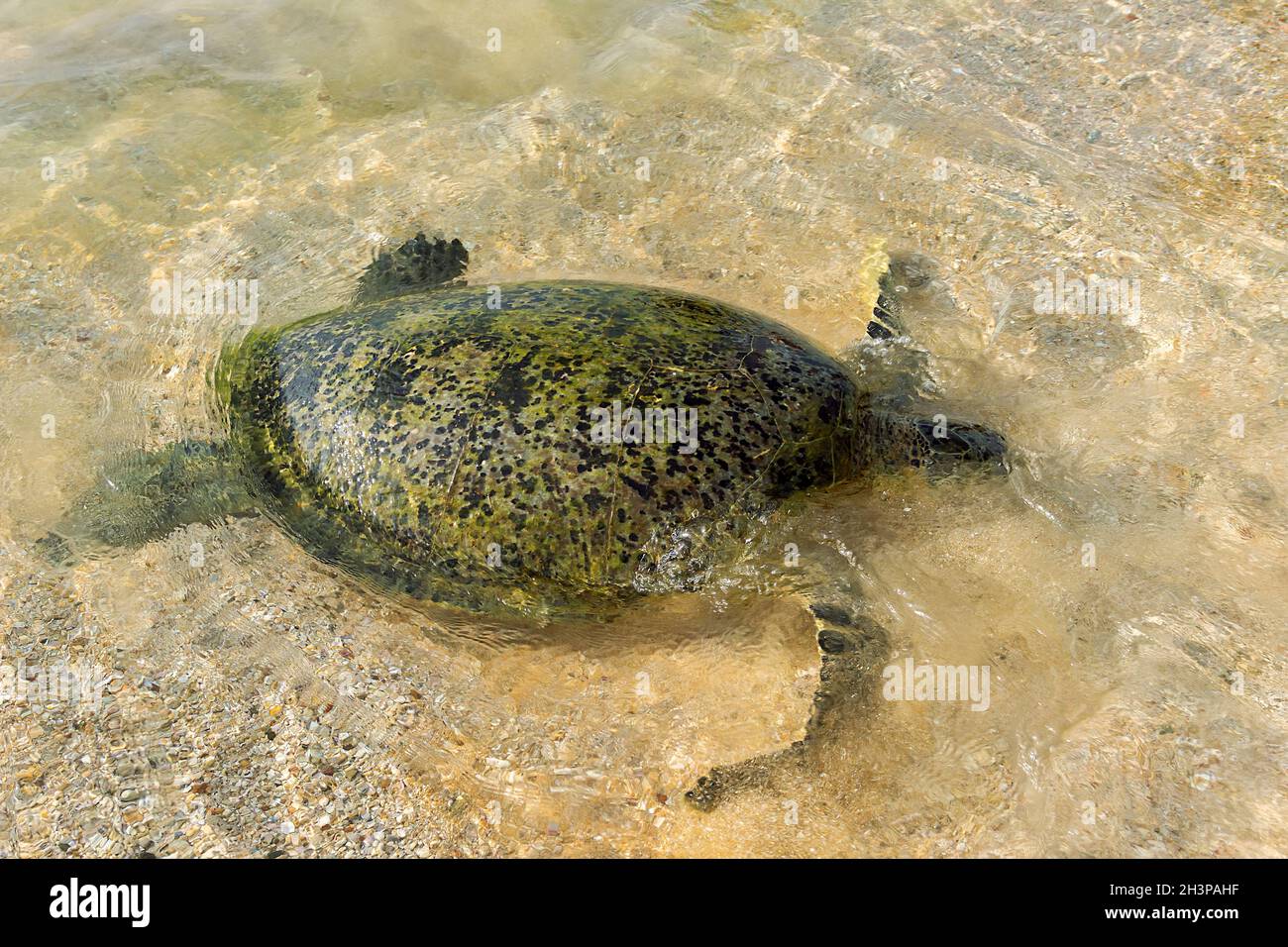 A sea turtle swam to the shore Stock Photo