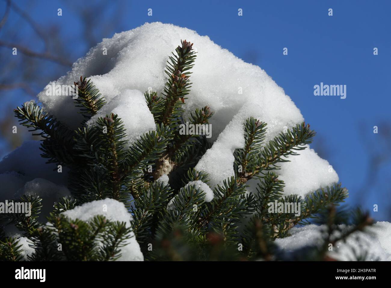 Abies nordmanniana, Caucasian fir, in winter Stock Photo