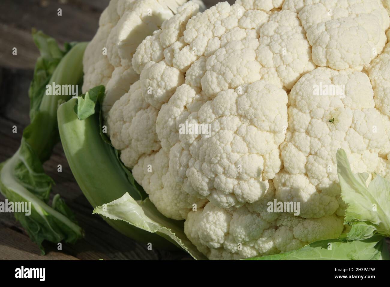 Brassica oleracea variegata botrytis, cauliflower Stock Photo