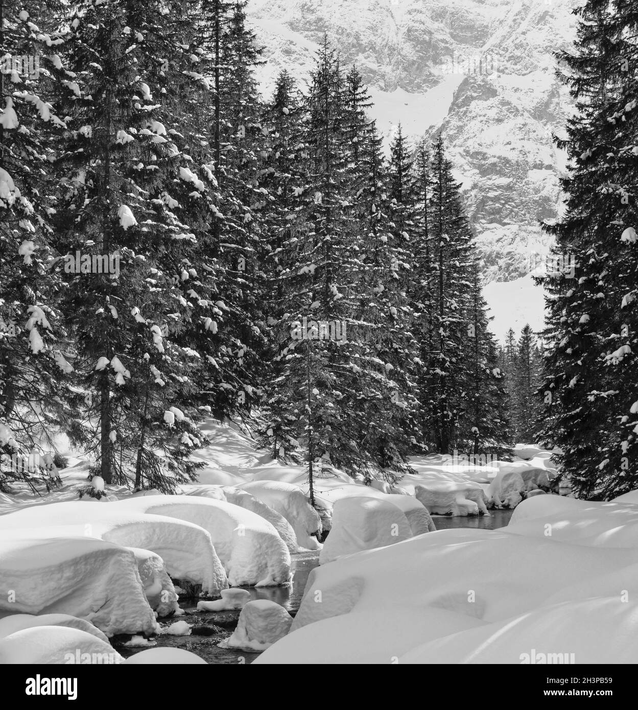 Grayscale. Small mountain stream with snowdrift and fir forest. Stock Photo
