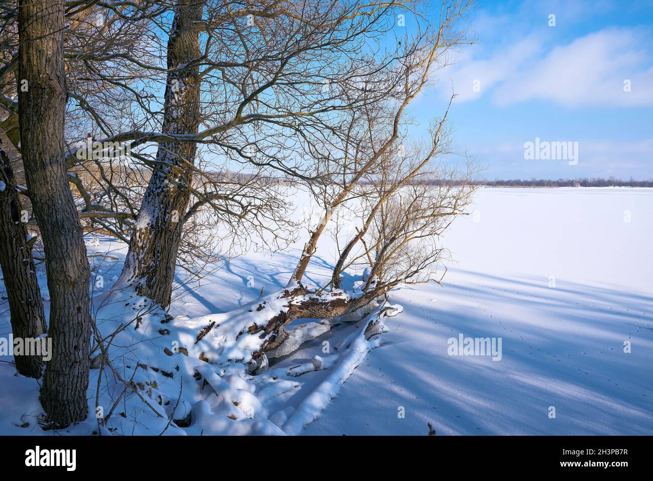 Snowy Landscape with trees in winter at lake Barleber See near Magdeburg in Germany Stock Photo