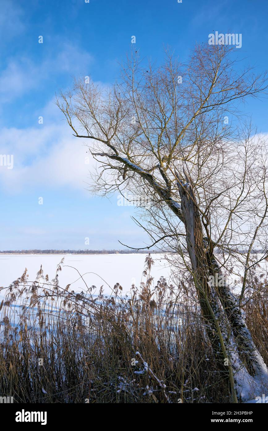 Snowy Landscape with trees in winter at lake Barleber See near Magdeburg in Germany Stock Photo