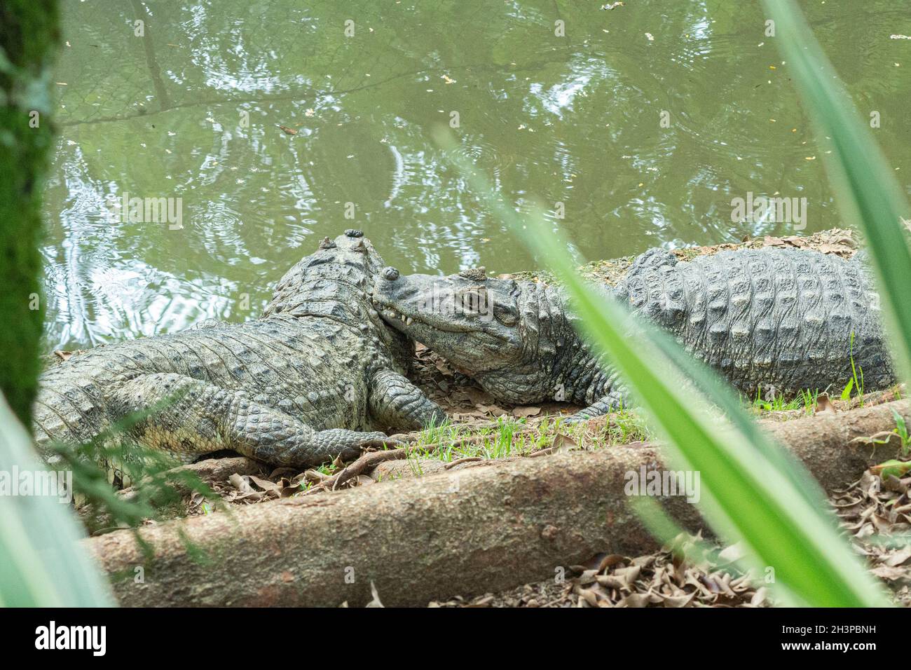 Two alligators with yellow bramble resting and sunbathing on the shores of a lake. The alligator is a natural predator at the top of the food chain. Stock Photo