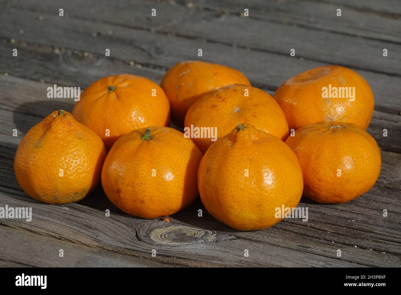 Citrus reticulata Tardivo di Ciaculli, mandarin Stock Photo