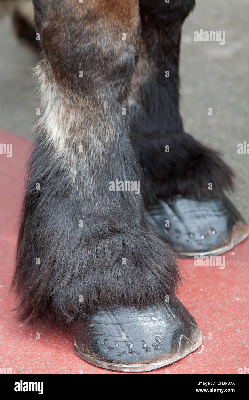 Closeup of heavy draft horse hoofs and foot hair on red carpet on the