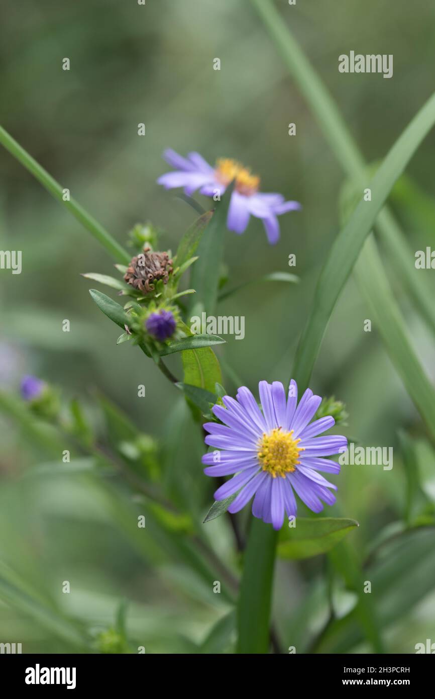 Top view purple wildflowers hi-res stock photography and images - Alamy