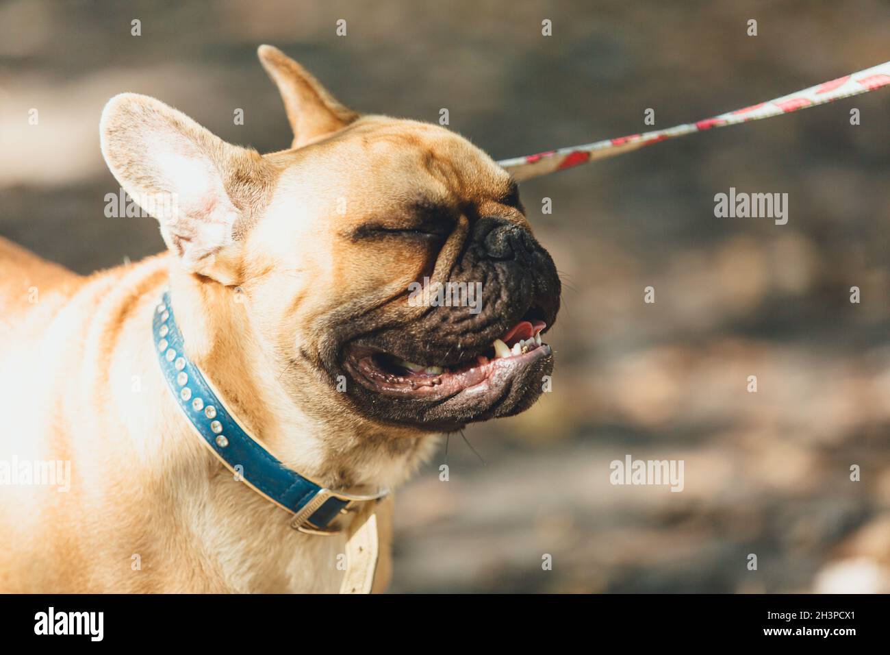 French bulldog puppy portrait in the park. Funny, cute smiling bulldog ...