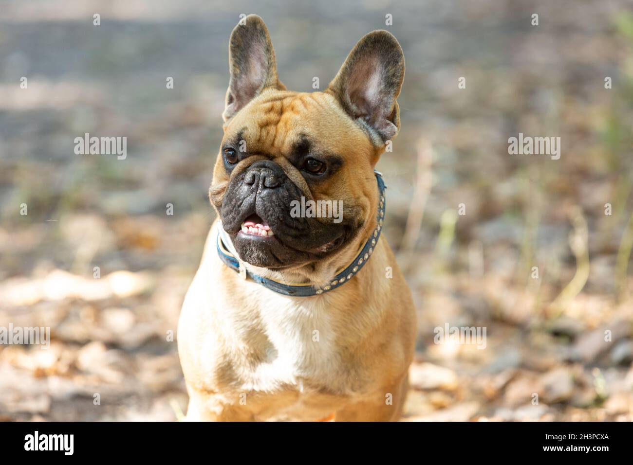 French bulldog puppy portrait in the park. Funny, cute smiling bulldog ...