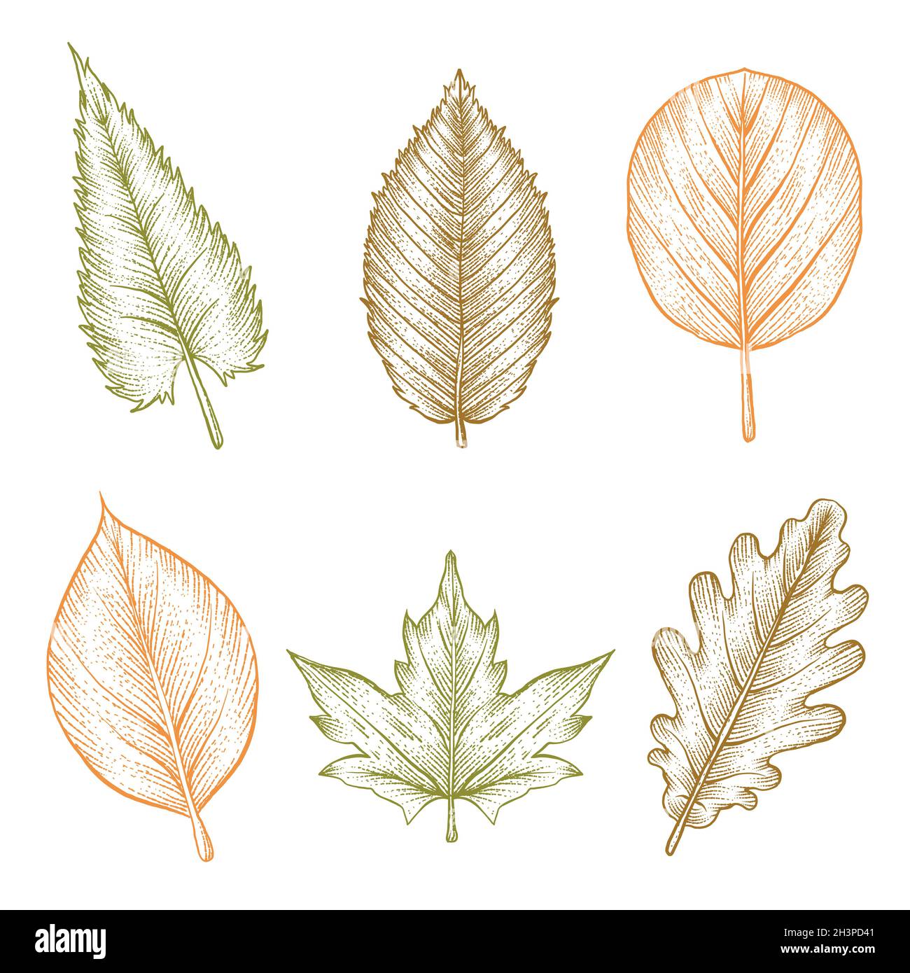 engraving hand drawn autumn leaves collection vector design ...