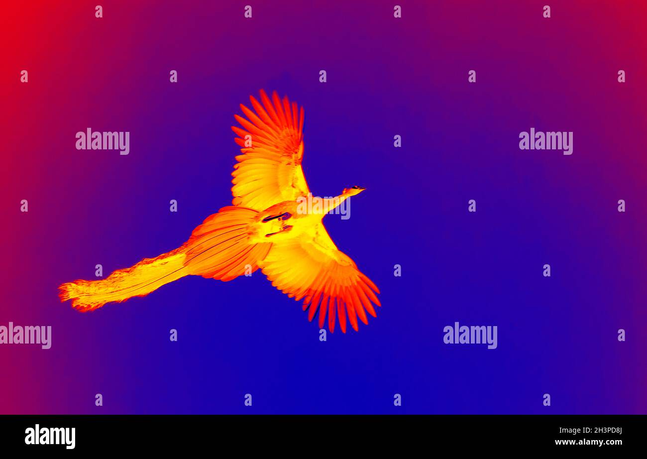 Peacock with the long tail in flight in scientific high-tech thermal imager Stock Photo