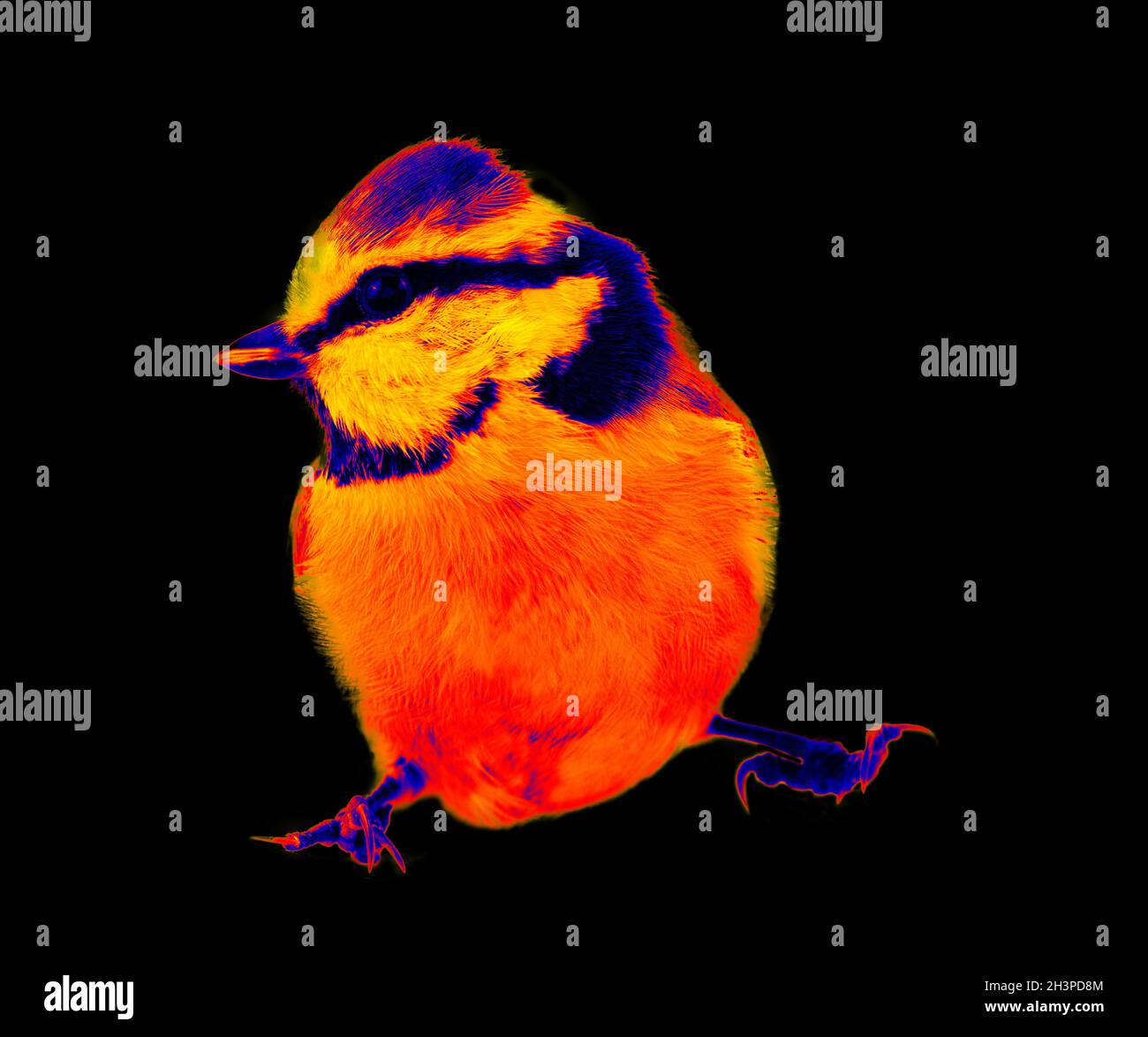 Blue titmouse (Parus caeruleus) in scientific high-tech thermal imager Stock Photo