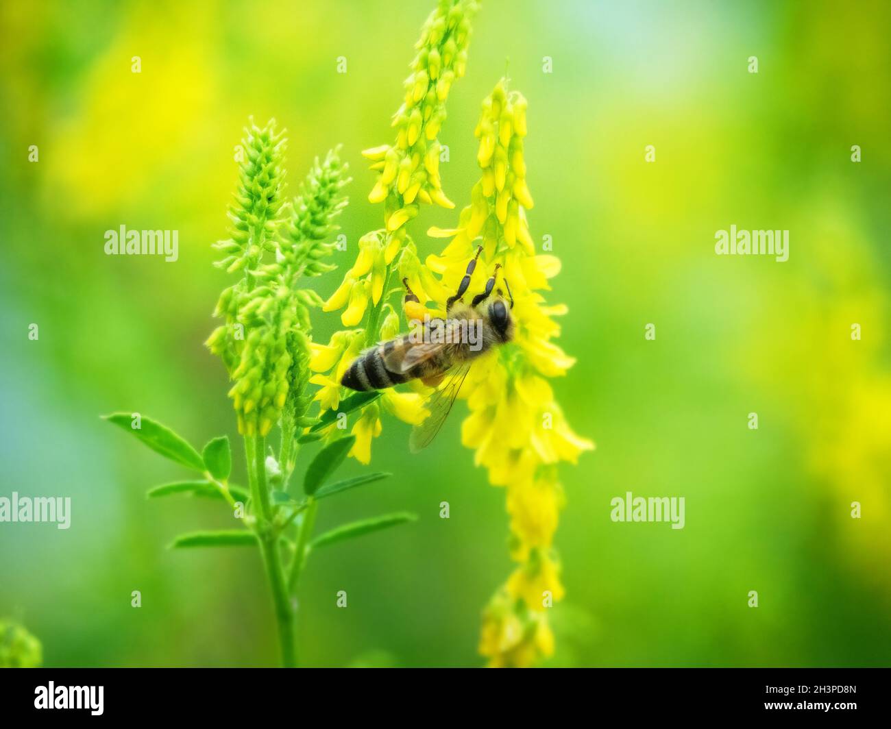 Hony bee flies around the flowers Stock Photo