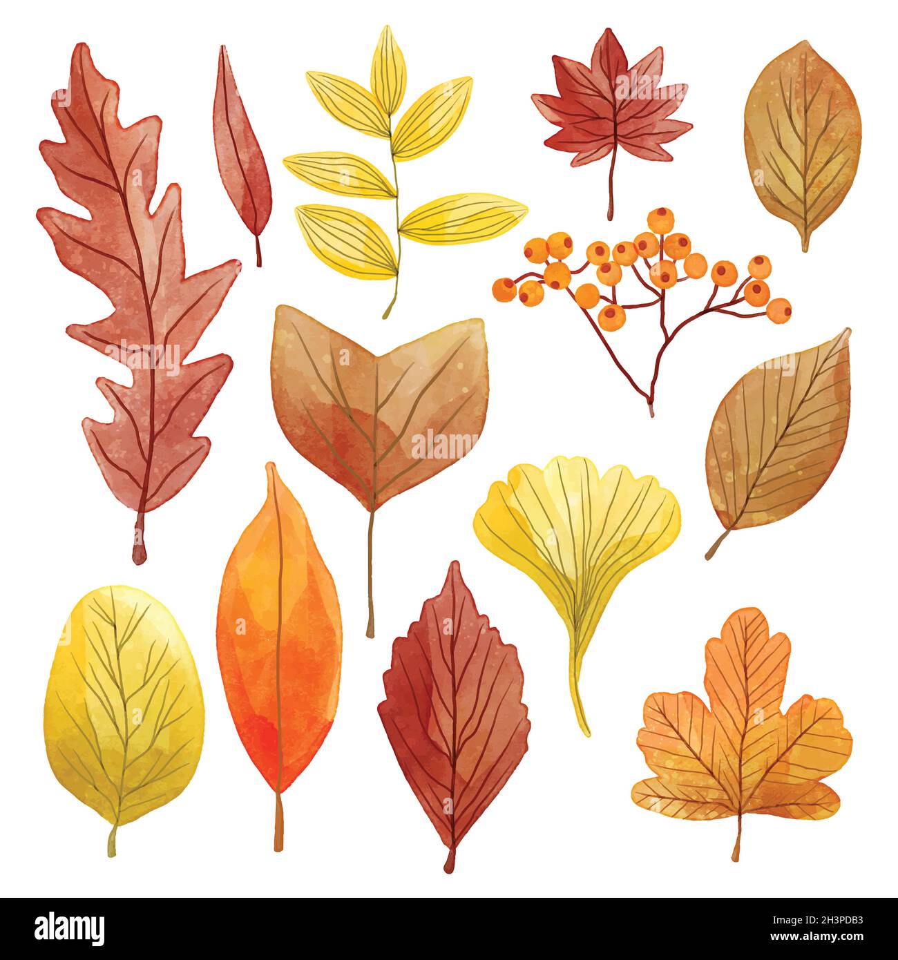 watercolor autumn leaves collection vector design illustration Stock ...